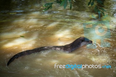 Eurasian Otter (lutra Lutra) Stock Photo