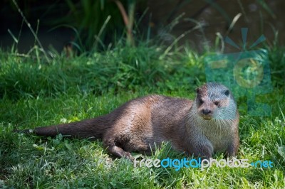 Eurasian Otter (lutra Lutra) Stock Photo