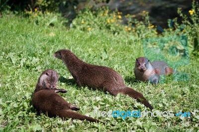 Eurasian Otter (lutra Lutra) Stock Photo