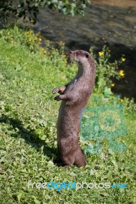 Eurasian Otter (lutra Lutra) Stock Photo