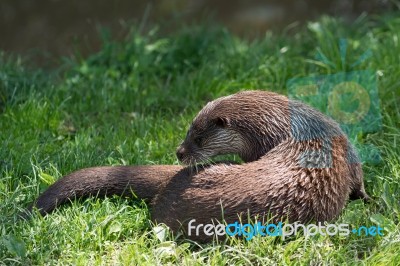 Eurasian Otter (lutra Lutra) Stock Photo