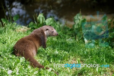 Eurasian Otter (lutra Lutra) Stock Photo