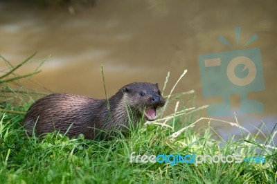 Eurasian Otter (lutra Lutra) Stock Photo