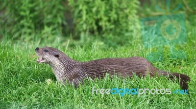 Eurasian Otter (lutra Lutra) Stock Photo