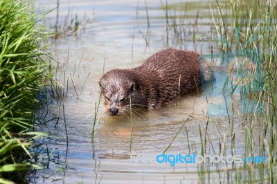 Eurasian Otter (lutra Lutra) In Natural Habitat Stock Photo