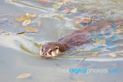 Eurasian Otter (lutra Lutra) In Natural Habitat Stock Photo