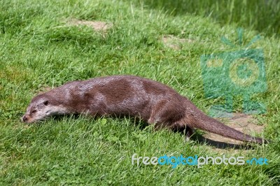 Eurasian Otter (lutra Lutra) In Natural Habitat Stock Photo