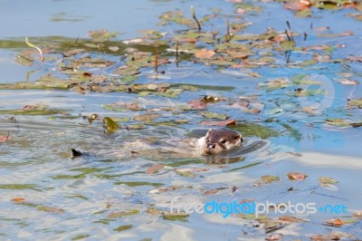 Eurasian Otter (lutra Lutra) In Natural Habitat Stock Photo