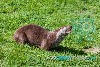 Eurasian Otter (lutra Lutra) In Natural Habitat Stock Photo