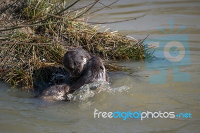 Eurasian Otter (lutra Lutra) In Natural Habitat Stock Photo