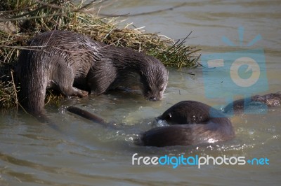 Eurasian Otter (lutra Lutra) In Natural Habitat Stock Photo