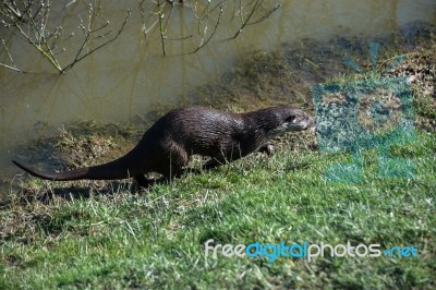 Eurasian Otter (lutra Lutra) In Natural Habitat Stock Photo