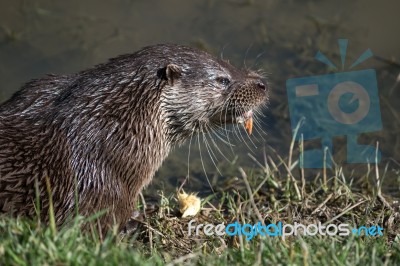 Eurasian Otter (lutra Lutra) In Natural Habitat Stock Photo