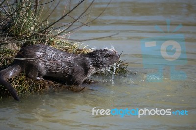 Eurasian Otter (lutra Lutra) In Natural Habitat Stock Photo