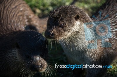 Eurasian Otter (lutra Lutra) In Natural Habitat Stock Photo