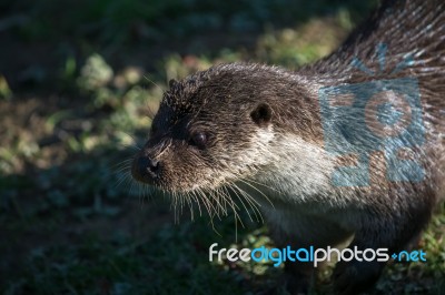 Eurasian Otter (lutra Lutra) In Natural Habitat Stock Photo