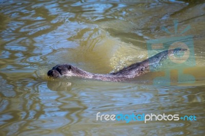 Eurasian Otter (lutra Lutra) In Natural Habitat Stock Photo