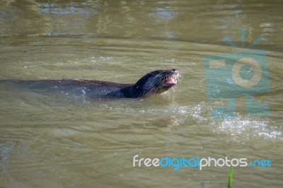 Eurasian Otter (lutra Lutra) In Natural Habitat Stock Photo