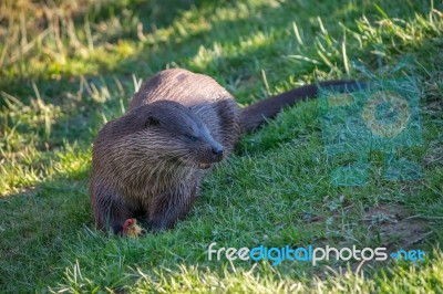 Eurasian Otter (lutra Lutra) In Natural Habitat Stock Photo