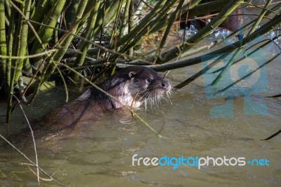 Eurasian Otter (lutra Lutra) In Natural Habitat Stock Photo