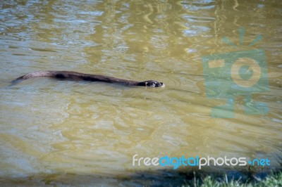 Eurasian Otter (lutra Lutra) In Natural Habitat Stock Photo