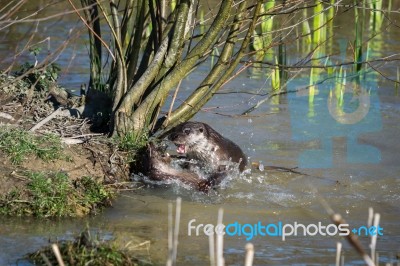 Eurasian Otter (lutra Lutra) In Natural Habitat Stock Photo