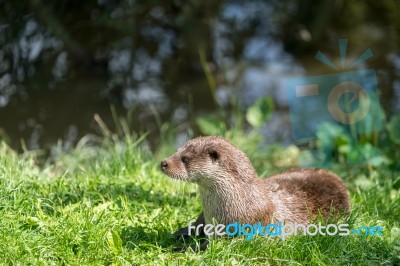 Eurasian Otter (lutra Lutra) Sitting In The Sunshine Stock Photo