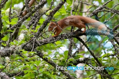 Eurasian Red Squirrel (sciurus Vulgaris) Stock Photo