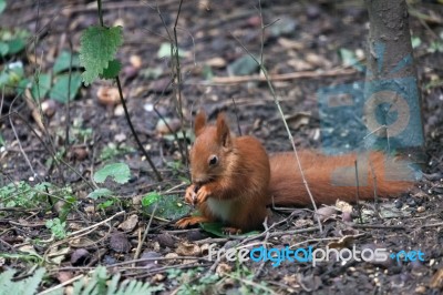 Eurasian Red Squirrel (sciurus Vulgaris) Stock Photo