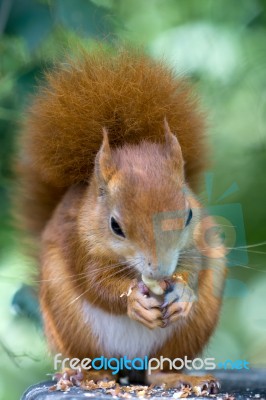 Eurasian Red Squirrel (sciurus Vulgaris) Stock Photo