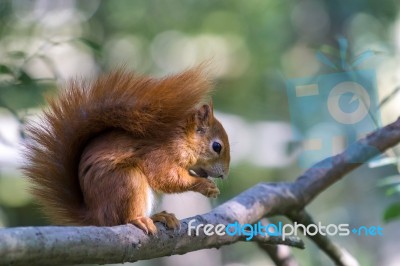 Eurasian Red Squirrel (sciurus Vulgaris) Stock Photo