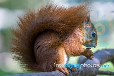 Eurasian Red Squirrel (sciurus Vulgaris) Stock Photo