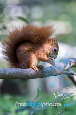 Eurasian Red Squirrel (sciurus Vulgaris) Stock Photo