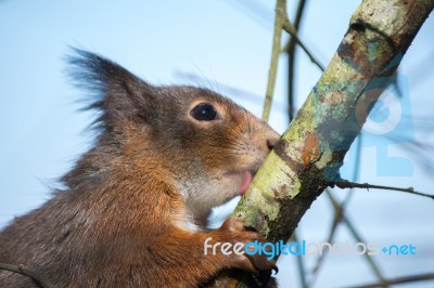 Eurasian Red Squirrel (sciurus Vulgaris) Stock Photo