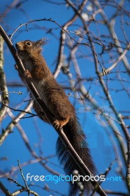 Eurasian Red Squirrel (sciurus Vulgaris) Stock Photo