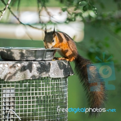 Eurasian Red Squirrel (sciurus Vulgaris) Stock Photo