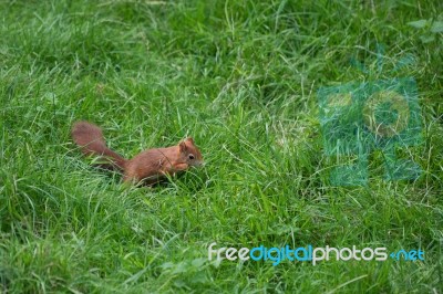 Eurasian Red Squirrel (sciurus Vulgaris) Stock Photo