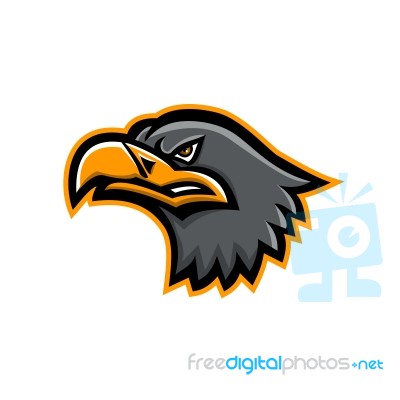 Eurasian Sea Eagle Head Mascot Stock Image