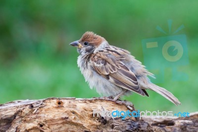 Eurasian Tree Sparrow Stock Photo