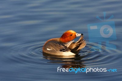 Eurasian Wigeon (anas Penelope) Stock Photo