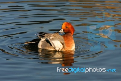 Eurasian Wigeon (anas Penelope) Stock Photo