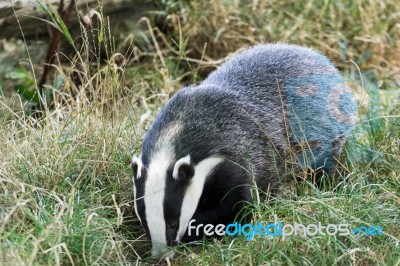 European Badger (meles Meles) Stock Photo