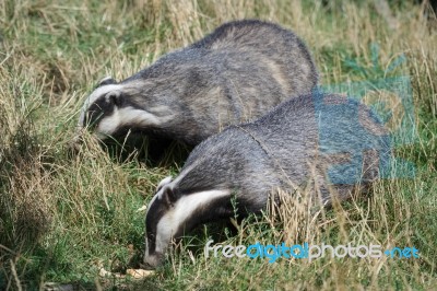 European Badger (meles Meles) Stock Photo