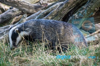 European Badger (meles Meles) Stock Photo