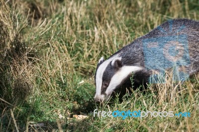 European Badger (meles Meles) Stock Photo