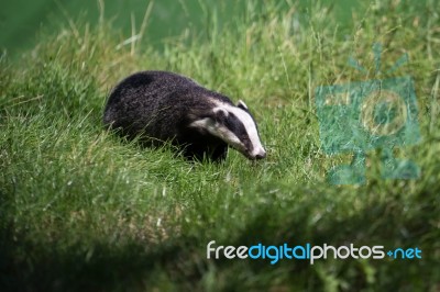 European Badger (meles Meles) Stock Photo