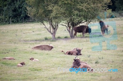 European Bison (bison Bonasus) Stock Photo