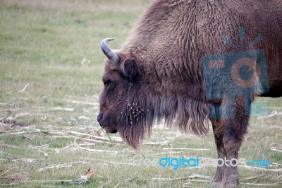 European Bison (bison Bonasus) Stock Photo