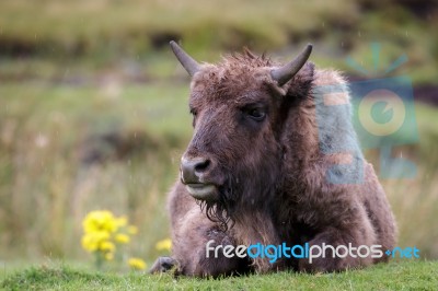 European Bison (bison Bonasus) Stock Photo