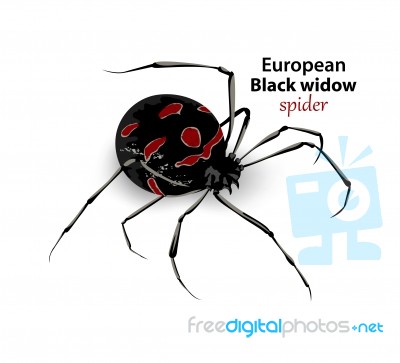 European Black Widow Spider Stock Image